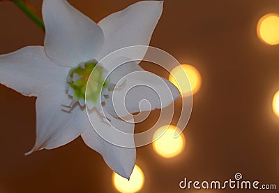 White lily Stock Photo