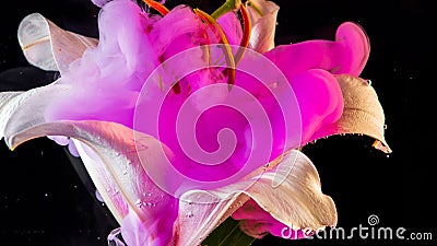 White Lily under water, of pink colour surrounds the flower. Stock Photo