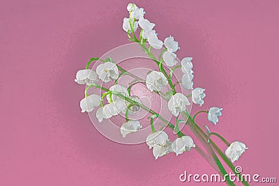 White Lily of the valley close-up on a purple background Cartoon Illustration