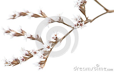 White limonium flowers isolated Stock Photo