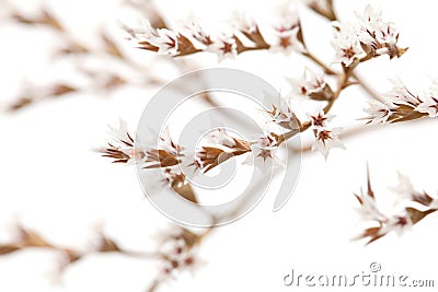 White limonium flowers isolated Stock Photo