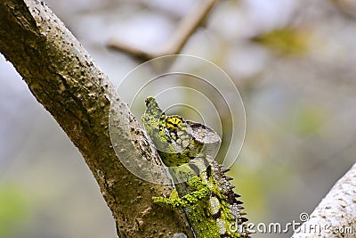 White-lined chameleon (Furcifer antimena) Stock Photo