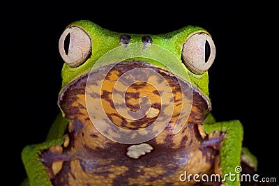 White-lined leaf frog Phyllomedusa vaillantii Stock Photo