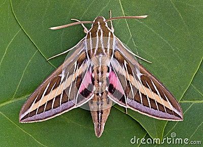 White-lined Sphinx Stock Photo