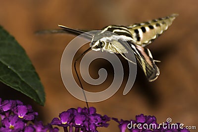 White-Lined Sphinx Hummingbird Moth Stock Photo