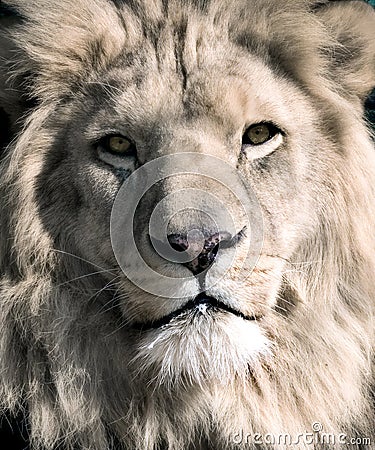 White Lion Stock Images - Image: 1206864