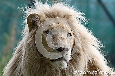 White lion Stock Photo