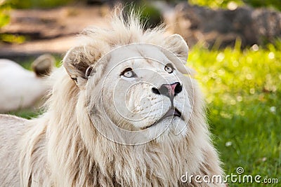 White lion Stock Photo