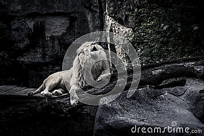 The White Lion Stock Photo