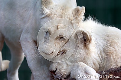 White lion and lioness show each other tenderness and love Stock Photo