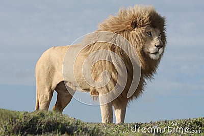 White Lion Male Stock Photo