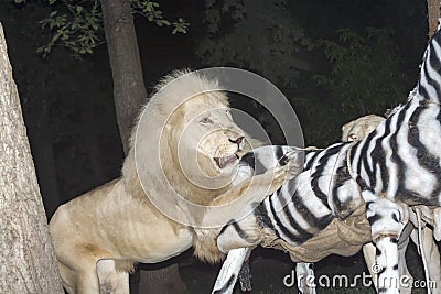 White lion maul a fake zebra Stock Photo
