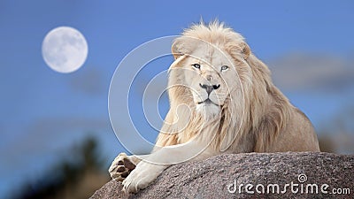 White lion Stock Photo