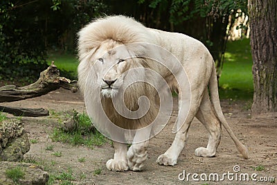 White lion Panthera leo krugeri. Stock Photo