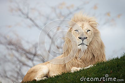 White lion portrait Stock Photo