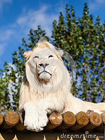 White Lion Posing on Sunny Wooden Platform Stock Photo