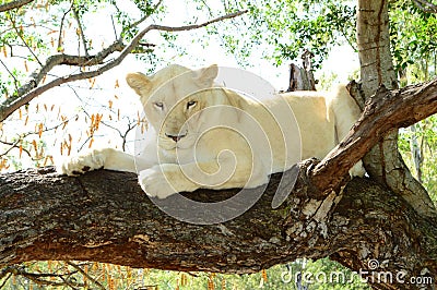 White lion Stock Photo