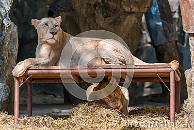 The white lion rest on the table while the other one playing underneath Stock Photo