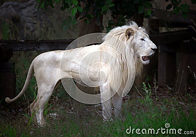 White lion resting in the wild. Stock Photo