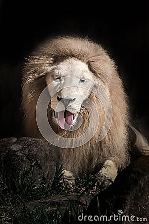 White Lion Showing Tongue - Leucistic Lion Stock Photo