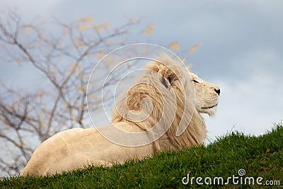 White lion Stock Photo