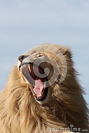 White Lion Teeth Stock Photo