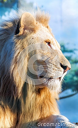 White lion. A thoughtful look into the distance. Animal Predator in the wild. Stock Photo