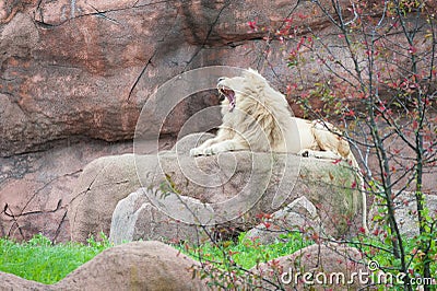 White lion in wildlife Stock Photo