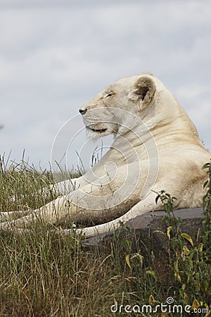 White lioness Stock Photo