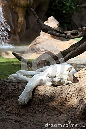 White lioness Stock Photo