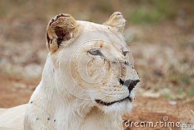 White lioness Stock Photo