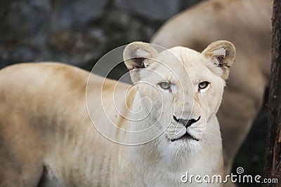 White lioness with blue eyes in zoo Stock Photo