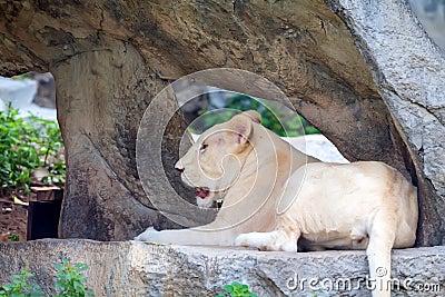 White lioness lies on piece of rock Stock Photo