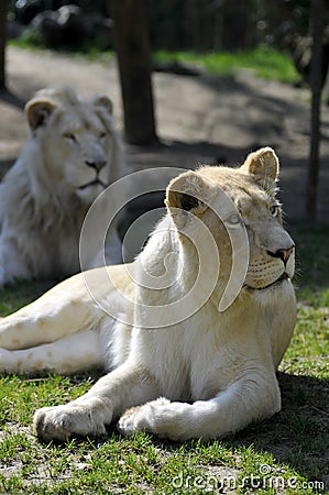 White lioness lying in grass Stock Photo