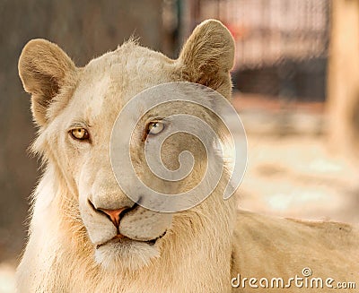 White Lioness Stock Photo