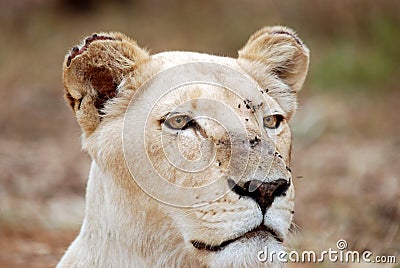 White Lioness Portrait Stock Photo