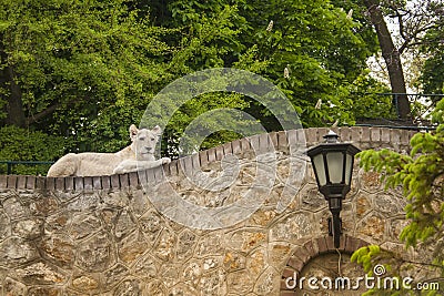 White lioness resting on the wall at zoo Stock Photo