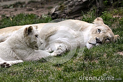 White lionness and its cub lying on grass Stock Photo