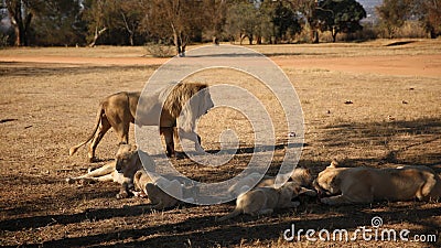 White Lions at Lion Park in South Africa Stock Photo