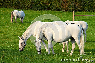 White lipizzaner horse Stock Photo