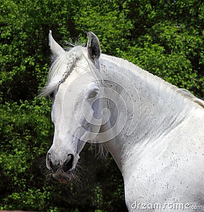 White Lipizzaner horse in nature background Stock Photo