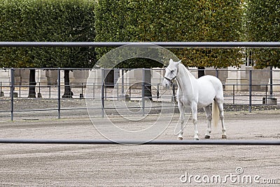 Elegant white lipizzaner horse Stock Photo