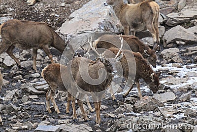 White-Lipped Deers Przewalskium albirostris or Thorold Deer in a mountainous Tibetan Area, China Stock Photo