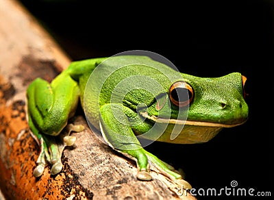 White Lipped Green Frog Stock Photo