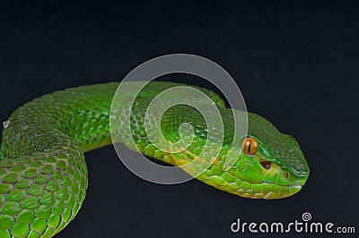 White-lipped island pitviper Stock Photo