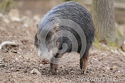 White-lipped peccary Stock Photo