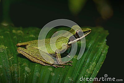 Tree frog on a leaf Stock Photo