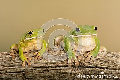 White Lipped Tree Frog Litoria infrafrenata Stock Photo