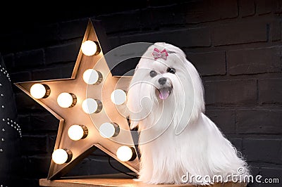 White little dog maltese Stock Photo