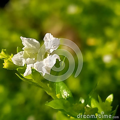 White little flo Stock Photo